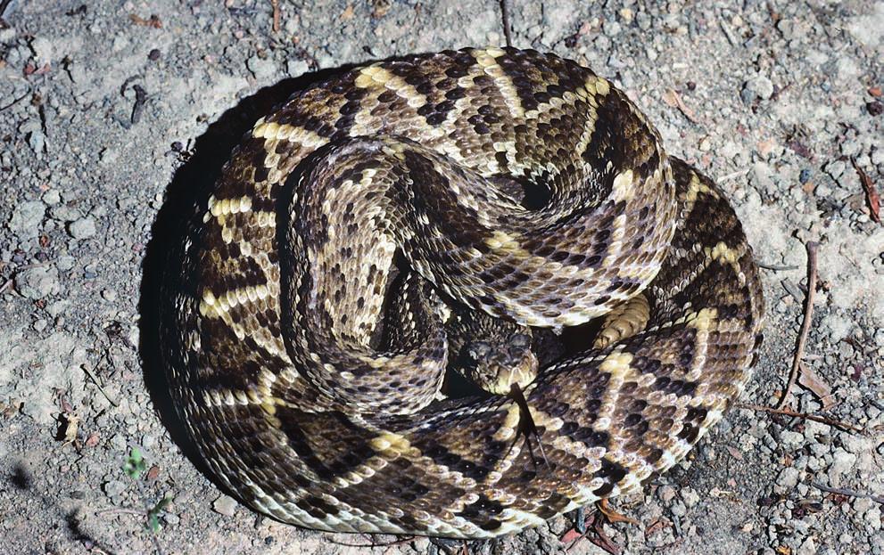 Gênero Crotalus (cascavel, boicininga, maracambóia) As serpentes deste gênero são terrestres, robustas e pouco ágeis.