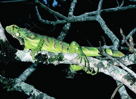 Família Gymnophthalmidae Uma das famílias com mais representantes na Reserva, sendo composta por lagartos que ocupam o folhiço da mata, geralmente diurnos, e coloridos.