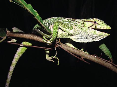 Apresenta dimorfismo sexual, ou seja, os machos apresentam coloração esverdeada (6.9.23), enquanto que a fêmea possui coloração cinza ou marrom. 6.9.24. Phyllopezus lutzae (briba).