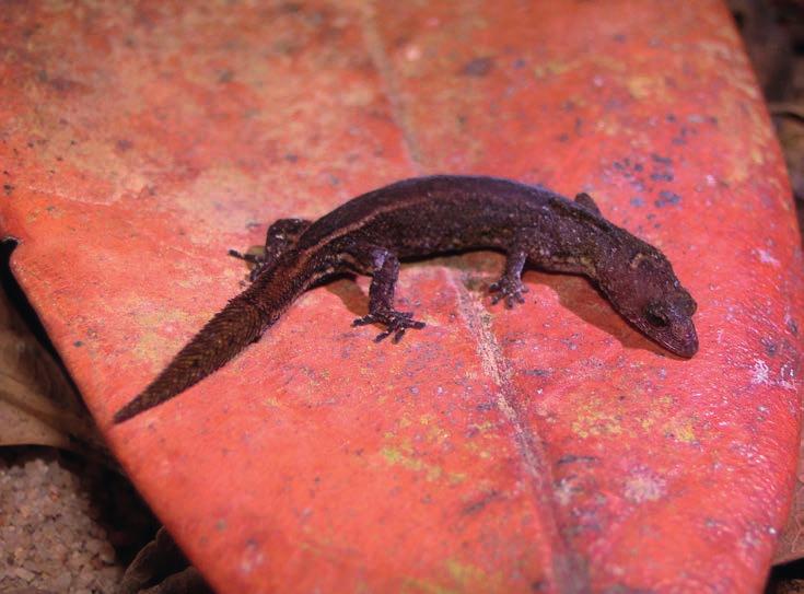 São lagartos de corpo cilíndrico, robustos com patas bem curtas e com a pele recoberta por escamas lisas, apresentando geralmente coloração marrom metálica.