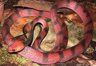 Pseudoboa nigra 