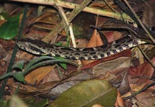 Viperidae Bothrops