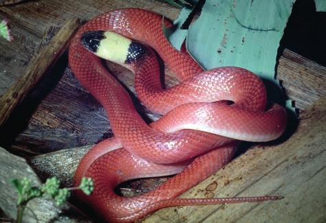 RÉPTEIS (TESTUDINES, SQUAMATA, CROCODYLIA) DA RESERVA BIOLÓGICA DE PEDRA TALHADA 9 6. também chamada de bicuda, é uma serpente com coloração bege a cinza claro, com a região gular amarelada.
