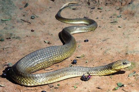 RÉPTEIS (TESTUDINES, SQUAMATA, CROCODYLIA) DA RESERVA BIOLÓGICA DE PEDRA TALHADA Thamnodynastes pallidus é uma das serpentes mais abundantes encontradas na região de Pedra Talhada, é frequentemente