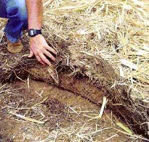 Por outro lado, os sistemas de produção que priorizam a manutenção da estabilidade do solo, como o plantio direto, o cultivo mínimo e o preparo reduzido, entre outros; foram iniciados há mais de