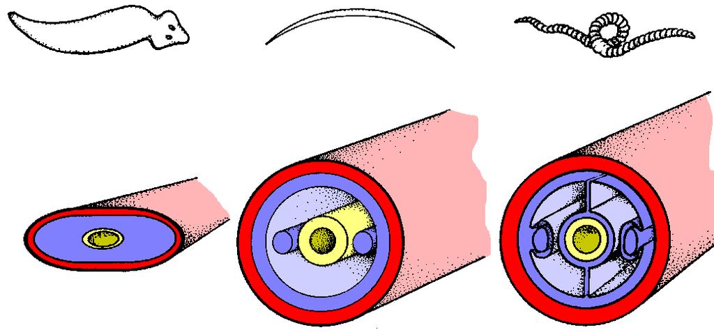 Anelídeos Características gerais: Embriológicas: Protostômios (blastóporo origina a boca) Triblásticos (três