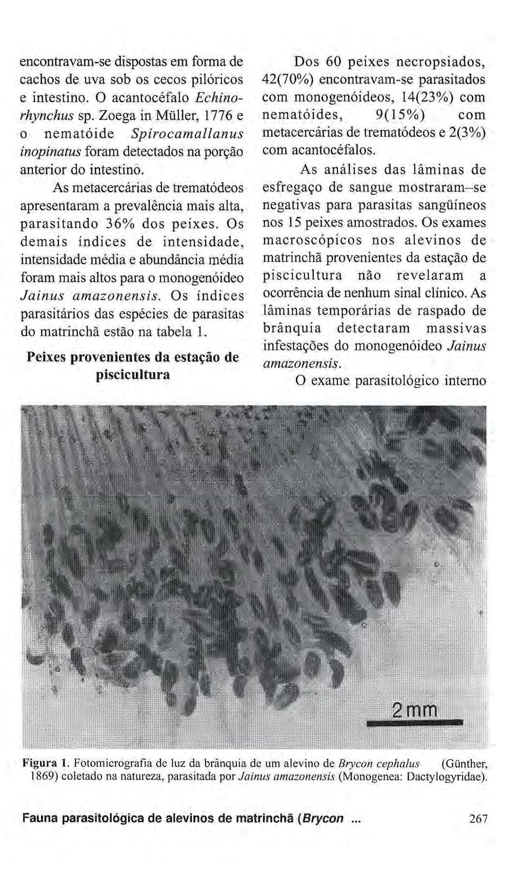 encontravam-se dispostas em forma de cachos de uva sob os cecos pilóricos e intestino. O acantocéfalo Echinorhynchus sp.