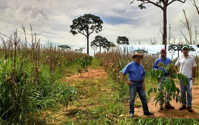 Exemplo 7. Pastagem degradada recuperada com ILPF. ILPF: linhas simples (24x6m) de Mogno africano (K.