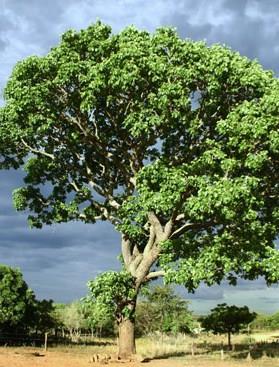 nativa (Cordia alliodora)