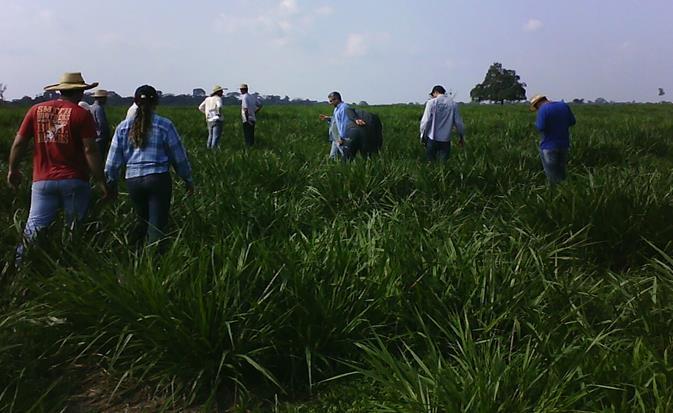 Exemplo 1. Pastagem recuperada com arroz consorciado com braquiária (Sistema Barreirão).