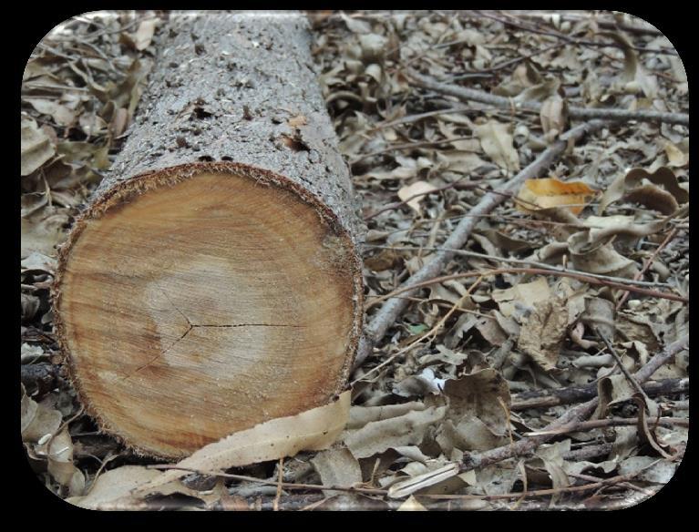 O que é qualidade da madeira?