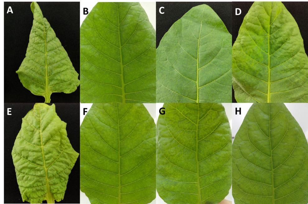 35 Tabela 2 Sintomas induzidos pelas estirpes de PVY em infecções simples e mistas em plantas de fumo, 14 dias após a inoculação Estirpes Sintomas mosaico Enrugamento necrose PVY NTN + ++ ++ PVY O ++