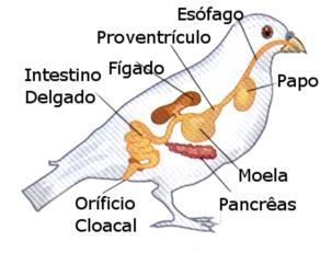 Nutrição FISIOLOGIA ANIMAL Homeostasia Nutrição - Sistema digestório Circulação Sistema cardiovascular Respiração Sistema respiratório Excreção Sistema