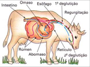 Anfíbios: língua protátil Répteis (testudíneos): Bico córneo Aves : bico 1 2 DIGESTÃO DOS ALIMENTOS Digestão mecânica : mastigação ( dentes e língua)