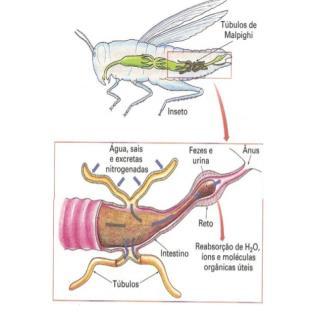 Artrópodes Vertebrados Aracnídeos :