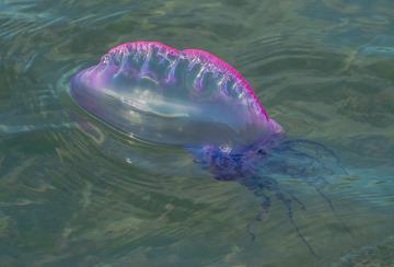 Scyphozoa:  medusas