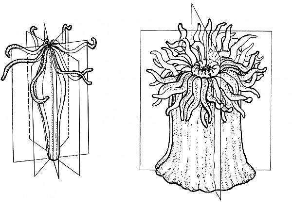 Invertebrados (não possuem coluna vertebral) Acelomados (não possuem cavidade interna derivada da