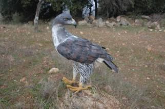 recentemente abandonados por águias de Bonelli.