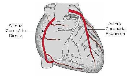 e) artéria descendente posterior, artéria coronária lateral e coronária direita.