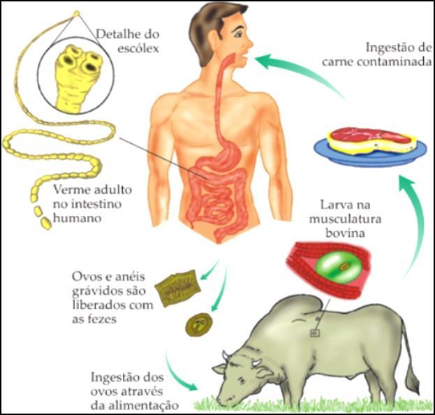 18 Figura 01- Ciclo biológico do Cysticercus bovis. Fonte: https://nossomeioporinteiro.wordpress.com/2011/11/28/platelmintos/ 2.4 