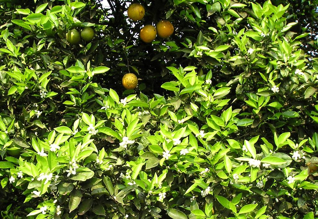 Nas fotos, notar as poucas brotações (verde claro) nas plantas em condições naturais (A) e a intensa brotação nas plantas irrigadas (B). Ribeiro, R.V.