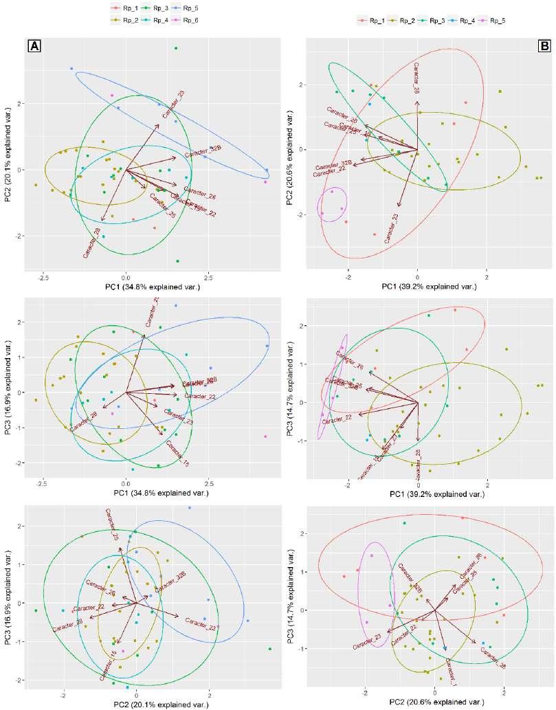 Figura 11: Ordenação morfométrica de populações de Rhinophylla pumilio, com scores das amostras, elipses de confiança e vetores de variáveis, Figuras da coluna (A) compreendem espaços