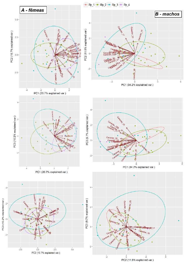 Figura 13: Ordenação morfométrica de populações de Rhinophylla pumilio, com scores das amostras, elipses de confiança e vetores de variáveis, apenas para os espécimes provenientes do MPEG.