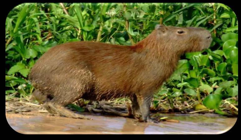 Capivara