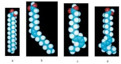 Quando comparados, os ácidos graxos saturados se encontram em uma conformação linear, flexível em estado de menor energia, possibilitando uma interação molecular mais efetiva, enquanto os ácidos