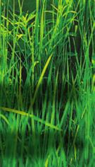 rotundus), picão preto (Bidens pilosa) e picão branco (Galinsoga parviflora) em gramados, sem