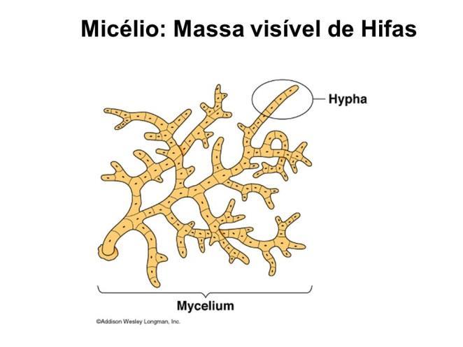 - Corpo ou micélio é composto por filamentos tubulares, as hifas; - As hifas formam um emaranhado, o micélio, responsável por constituir a estrutura vegetativa do fungo, com a qual ele absorve