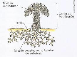 Rizoides responsáveis pela ancoragem do fungo no substrato;. Haustórios presentes em fungos parasitas; penetram nas células dos organismos dos quais absorvem nutrientes.