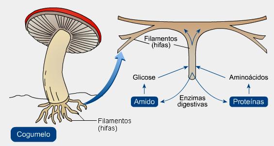 NUTRIÇÃO: - A maioria dos fungos realiza decomposição, que permite a ciclagem dos nutrientes.