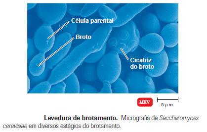 REPRODUÇÃO: Fungos unicelulares - Fissão binária; - Brotamento (célula resultante da fissão binária é bem menor que a original). Pode formar pseudo-hifas, que são alongamentos do broto.