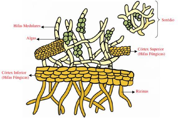 O mais famoso é o Penicillium (bolor verde = 1º antibiótico Penicilina);.