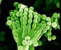 organismo fotossintetizante que pode ser uma alga unicelular ou uma cianobactéria.