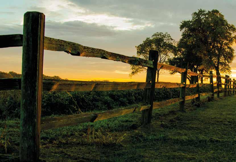 GREENING CUSTO-BENEFÍCIO ESTUDOS COMPROVAM VIABILIDADE ECONÔMICA E VANTAGENS DO MANEJO EXTERNO, COMO O AUMENTO DA EFICIÊNCIA DAS AÇÕES NAS PROPRIEDADES EM POMARES COM BAIXA PRESSÃO DE PSILÍDEOS