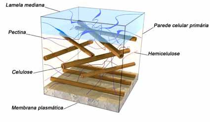 10 A célula vegetal 121 A arquitetura da parede celular é determinada em grande parte pela celulose, seu principal componente.