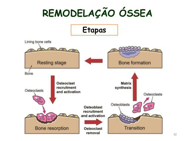 sustentação corporal; manter a homeostase