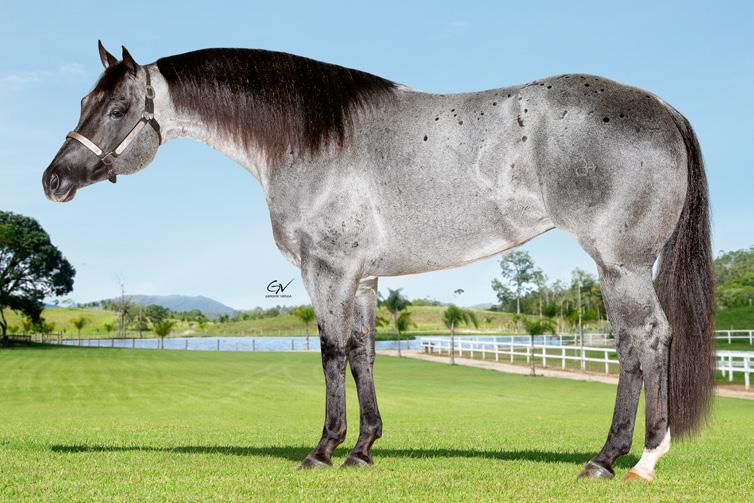 Nacional 2015 Amador e CAMPEAO DO 11 CONGRESSO ABQM LACO COMPRIDO ABQM ABERTA LIVRE! IRMAO PROPRIO DE ONE CATTY CUPID (NCHA US$100.000,00 Ametur Futurity) Filho de One Time Pepto, US$331.