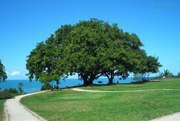 Da mesma forma que nossos olhos só percebem certos comprimentos de ondas (não vemos o ultravioleta), as moléculas da clorofila só absorvem certos tipos de luz.