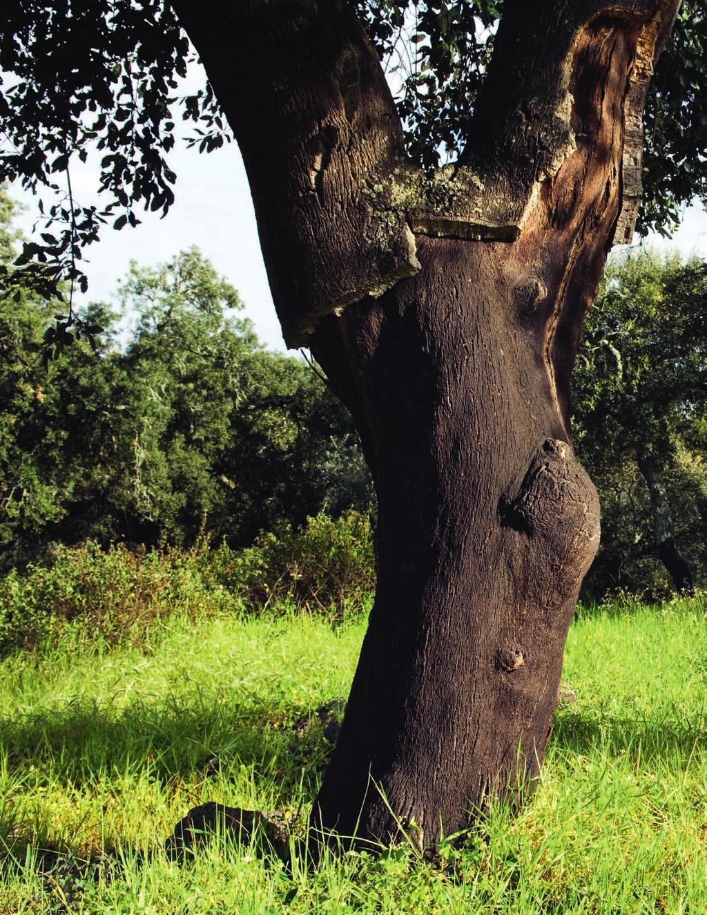 Acessórios Cortiça, uma matéria-prima excecional A cortiça é a casca exterior do sobreiro (Quercus Suber L.), o tecido vegetal 100% natural que reveste o tronco e os ramos.