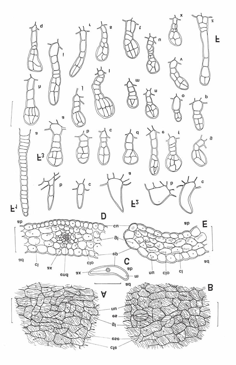 Caracterização farmacobotânica das espécies de Sambucus (Caprifoliaceae) utilizadas como medicinais no Brasil. Parte I. Sambucus nigra L. Figura 2. Sambucus nigra L. - detalhes microscópicos de brácteas.