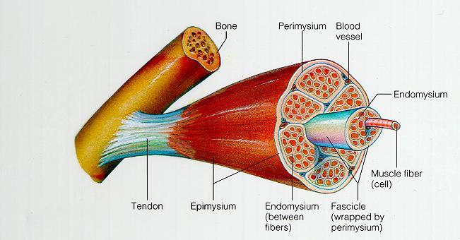 Tecido Muscular Músculo = Formado por vários Fascículos Musculares Fascículo