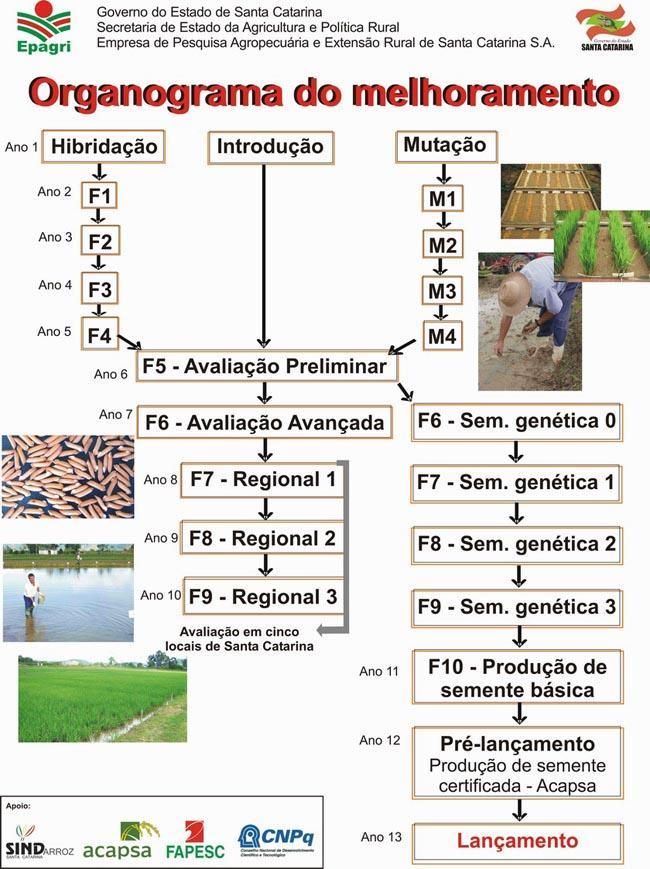 MELHORAMENTO GENÉTICO E AMBIENTAL X PRODUÇÃO E