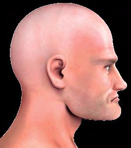 mentoal, pode-se dividir a face em três partes, denominadas