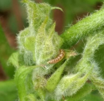 Foto 7. Aplicação de herbicidas pós emergentes em jato dirigido. Fotos 4, 5 e 6. Presença de lagartas Heliothinae em plantas de algodão.