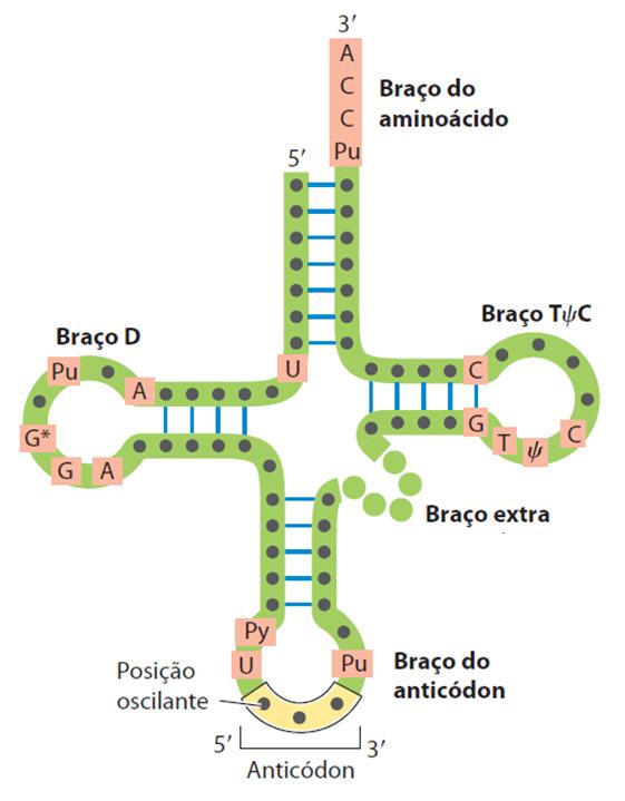 RNA transportador (Modelo da estrutura secundária) RNAt tem entre 73 e 93 nucleotídios. O braço do anticódon possui um trio de bases (anticódon) que traduz o códon do RNAm durante a síntese proteica.