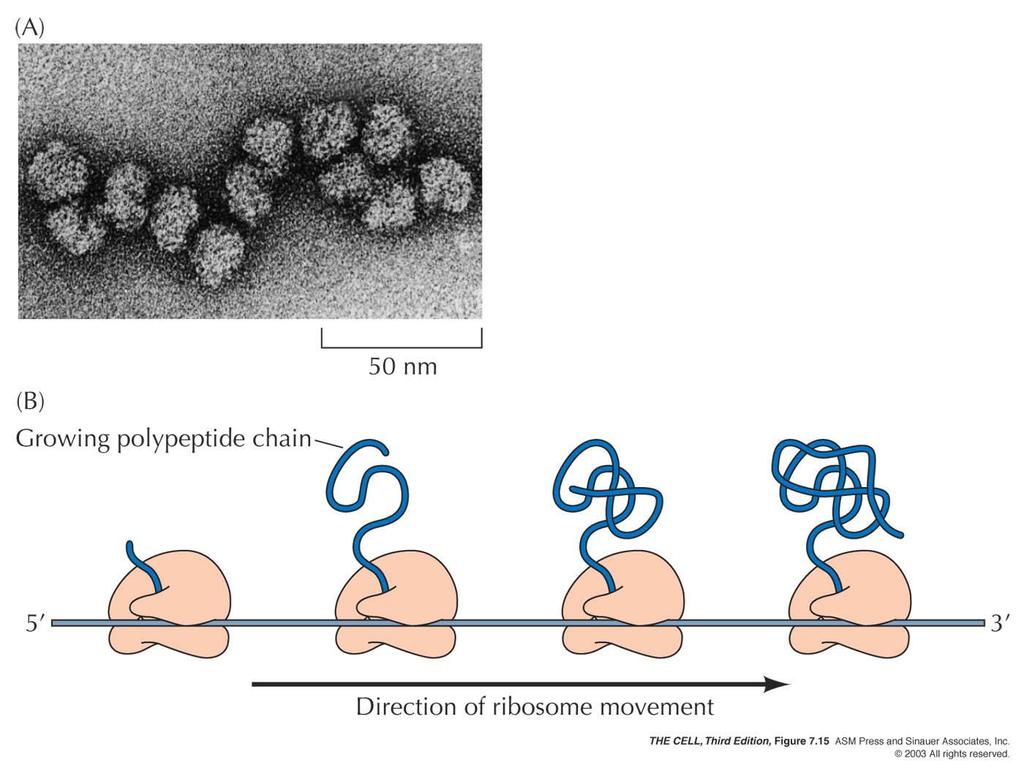 Polissomos Conjunto de 8 a 20 ribossomos, separados por uma distância