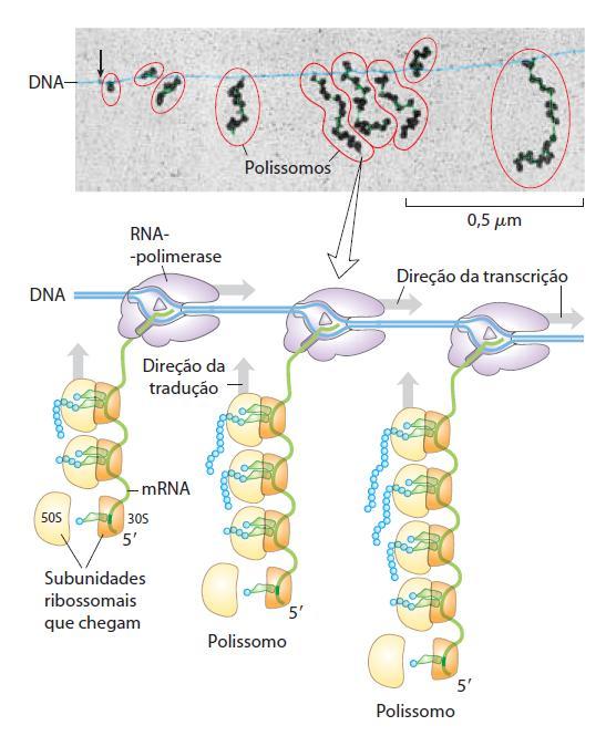 Polissomos em bactérias Transcrição e tradução ocorrerem no citoplasma, ao mesmo tempo.